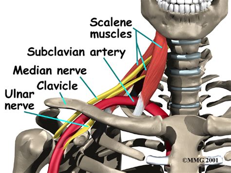 Sub Clavicle Artery