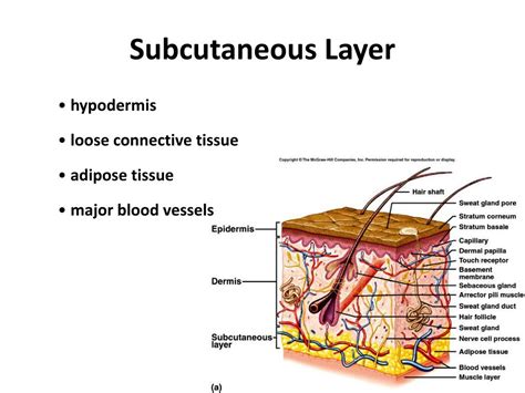 subcutaneous tissue