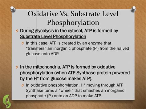 Substrate Level Phosphorylation Vs Oxidative Phosphorylation