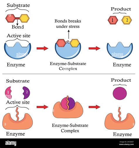 Substrates Bind To An Enzyme At The