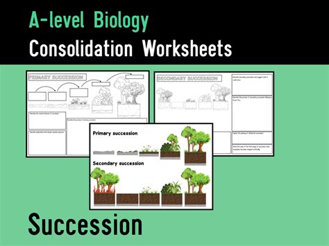 Succession Biology Worksheet   Succession A Level Biology Summary Worksheets - Succession Biology Worksheet