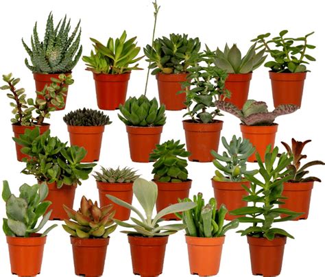 succulenten