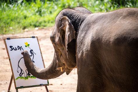 Suda The Elephant