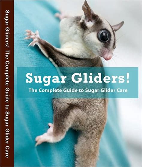 Sugar Glider The Complete Guide On Everything You