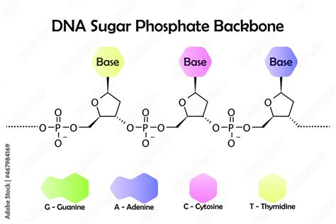 Sugar Phosphate Backbone