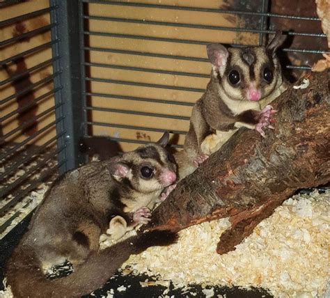 Sugar Sugar Glider