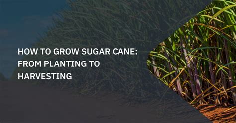 Download Sugar Cane Planting Guide 