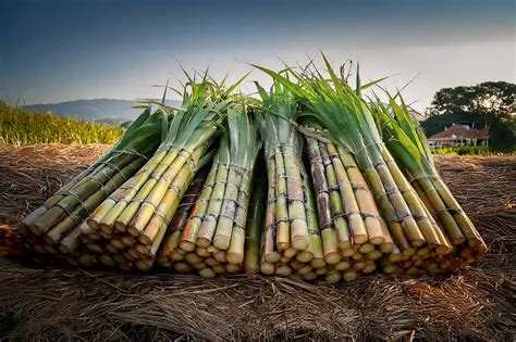 Download Sugarcane 