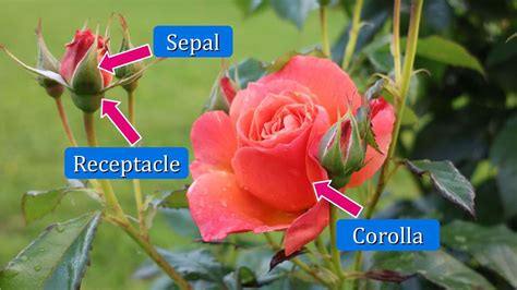 Summary Of A Rose For Emily
