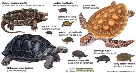 Summary Of Turtles All The Way Down
