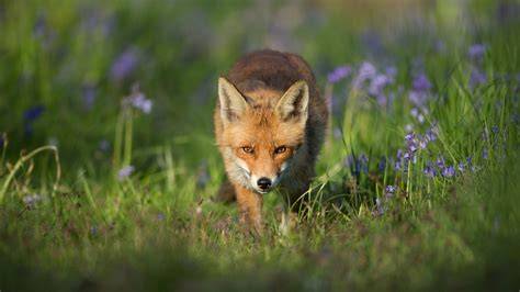 summer fox nude