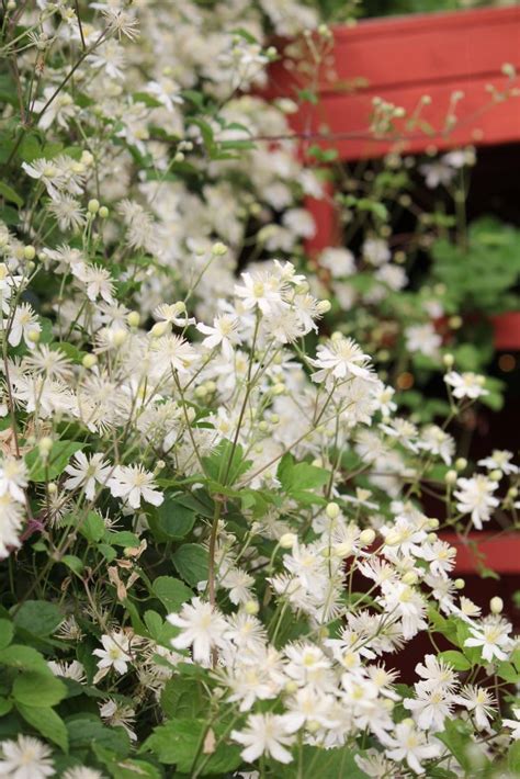 summer snow blommar inte