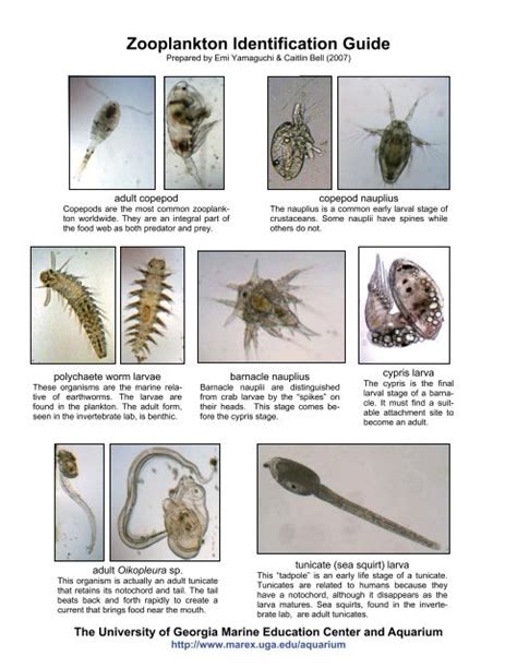 Download Summer Zooplankton Distribution In A Georgia Estuary 