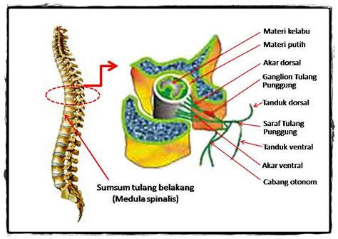 sumsum tulang belakang
