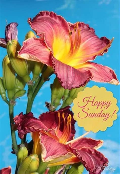 Sunday S Flowers 14 Steve S Country Happy Sunday With Flowers - Happy Sunday With Flowers