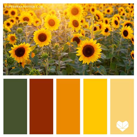 sunflower colors