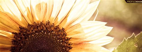 Sunflower Fb Covers