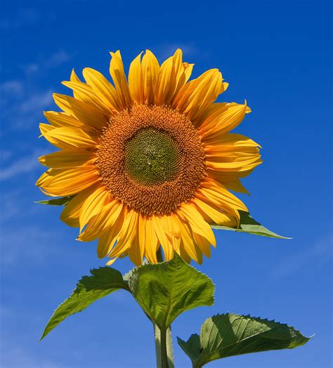 sunflower jpg