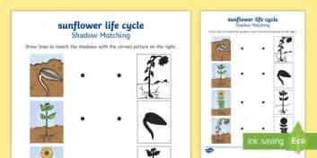 Sunflower Life Cycle Matching Worksheet Twinkl Sunflower Life Cycle Worksheet - Sunflower Life Cycle Worksheet