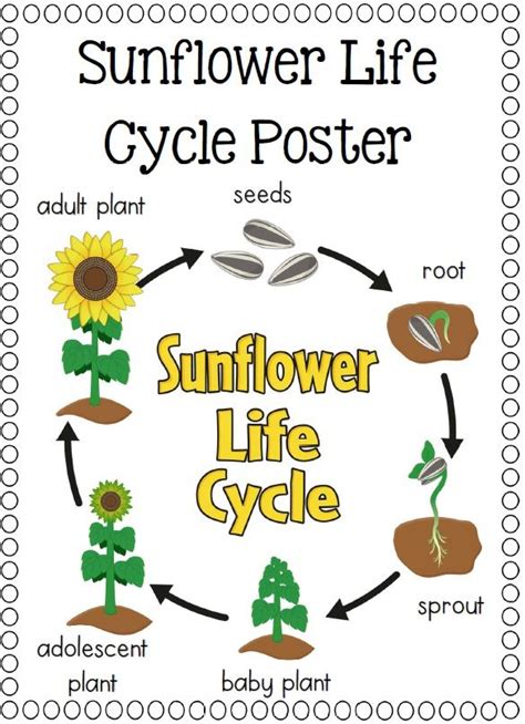 Sunflower Plant Life Cycle Sentence Writing Worksheet Twinkl Sunflower Life Cycle Worksheet - Sunflower Life Cycle Worksheet