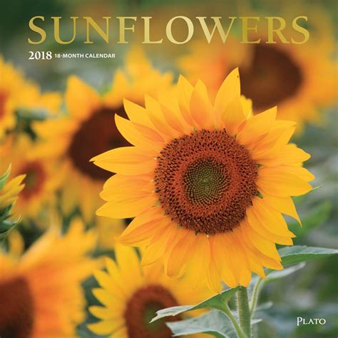 Sunflowers 2018 12 X 12 Inch Monthly Square Wall Calendar Flower Floral Plant Outdoor Nature