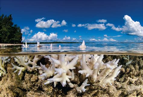 Sunscreens Threaten Coral Survival Science Sunscreen Science - Sunscreen Science