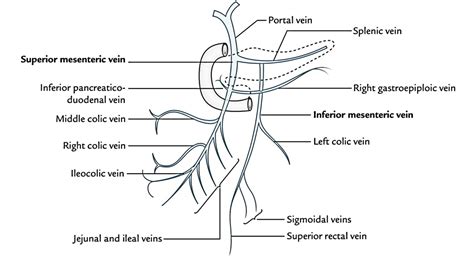 Sup Mesenteric Vein