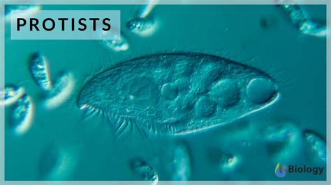 Super Small But Fast Protists