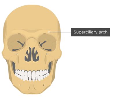 Superciliary Arch