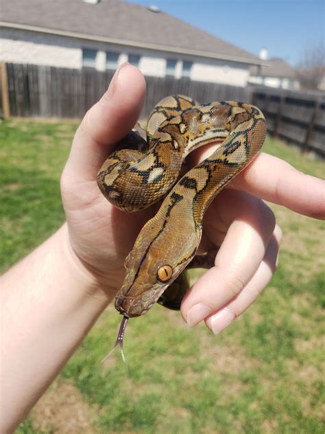 superdwarf reticulated python : r/snakes - Reddit