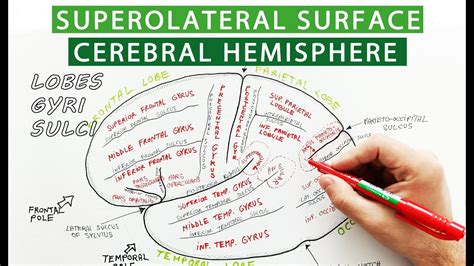 Superolateral Surface Of Cerebrum