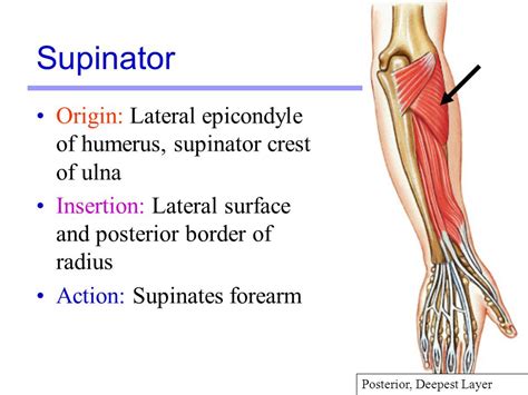 Supinator Origin And Insertion