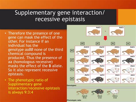 Supplementary Gene Interaction