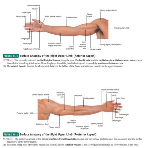 Surface Anatomy Of Upper Limb