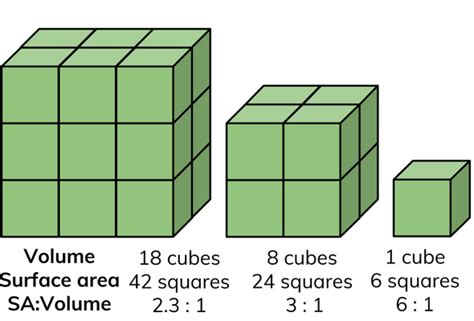 Surface Area To Volume Ratio