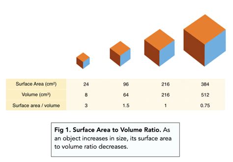 Surface Area Versus Volume Article Khan Academy Surface Area In Science - Surface Area In Science
