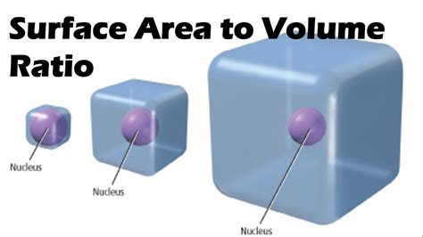 Surface To Volume Ratio