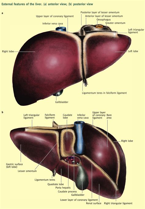 Read Surgical Anatomy Of The Liver Mintonline 
