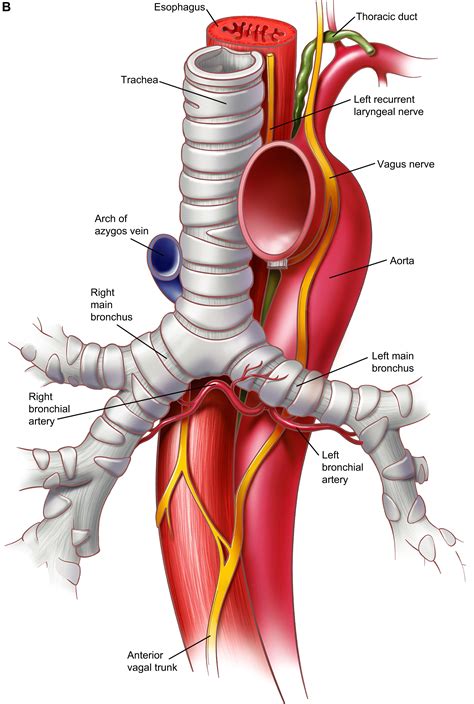 Read Online Surgical Anatomy Of The Trachea The Clinics 