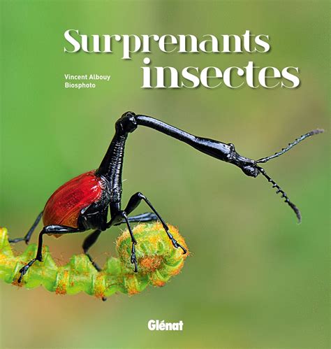 surprenants insectes