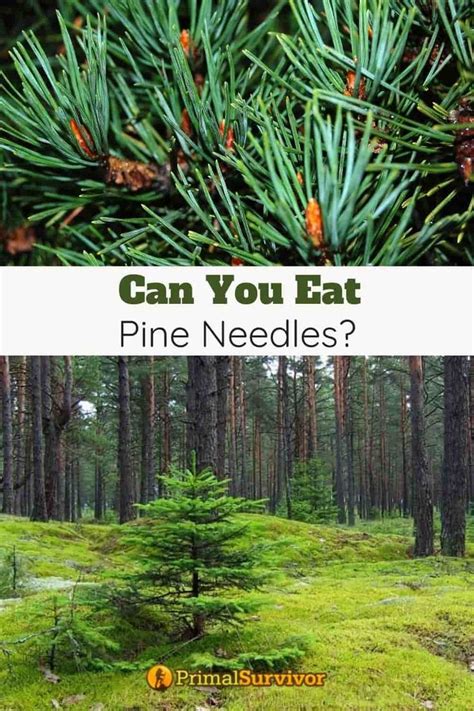 survival - Can you eat pine needles in an emergency?