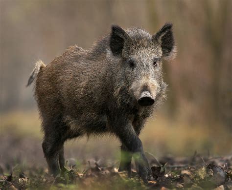 sus scrofa - Pig; boar; wild swine