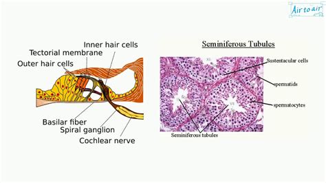 sustentacular cell YouTube