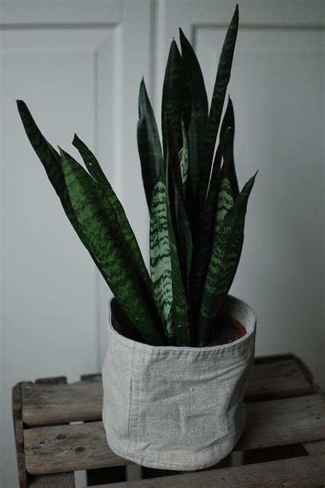 svärmorstunga vattning