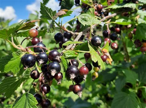 svarta vinbar tistron