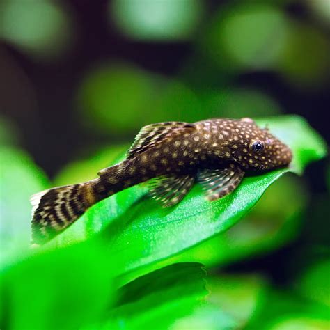 svenska akvariefiskar