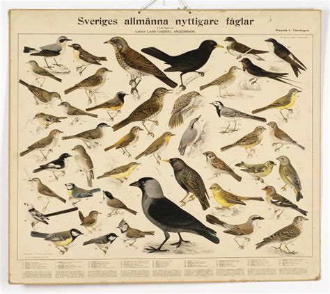 sveriges vanligaste fåglar plansch
