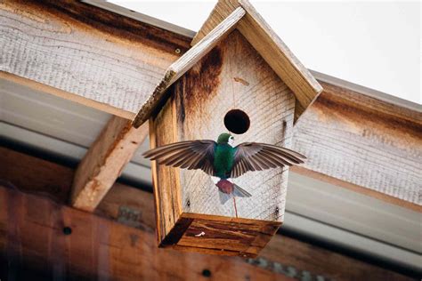 swallow sound for bird nest house