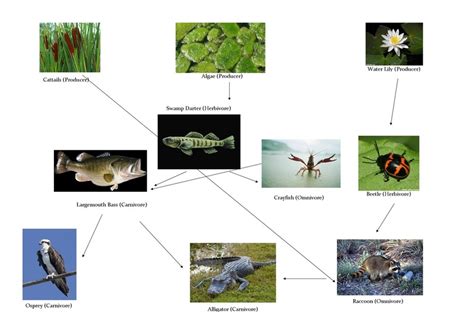 Swamp Food Web