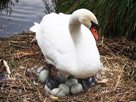 swan hatching eggs for sale eBay